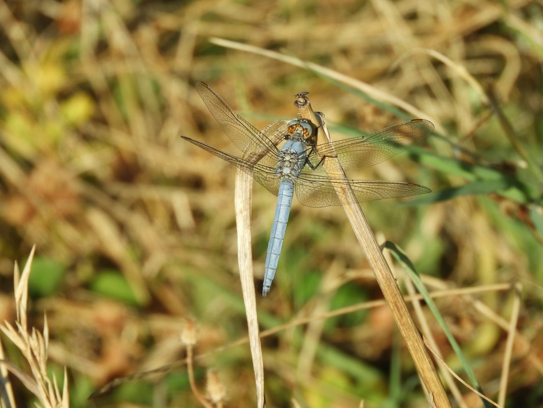 Orthetrum brunneum  - Maria Rita Gelso