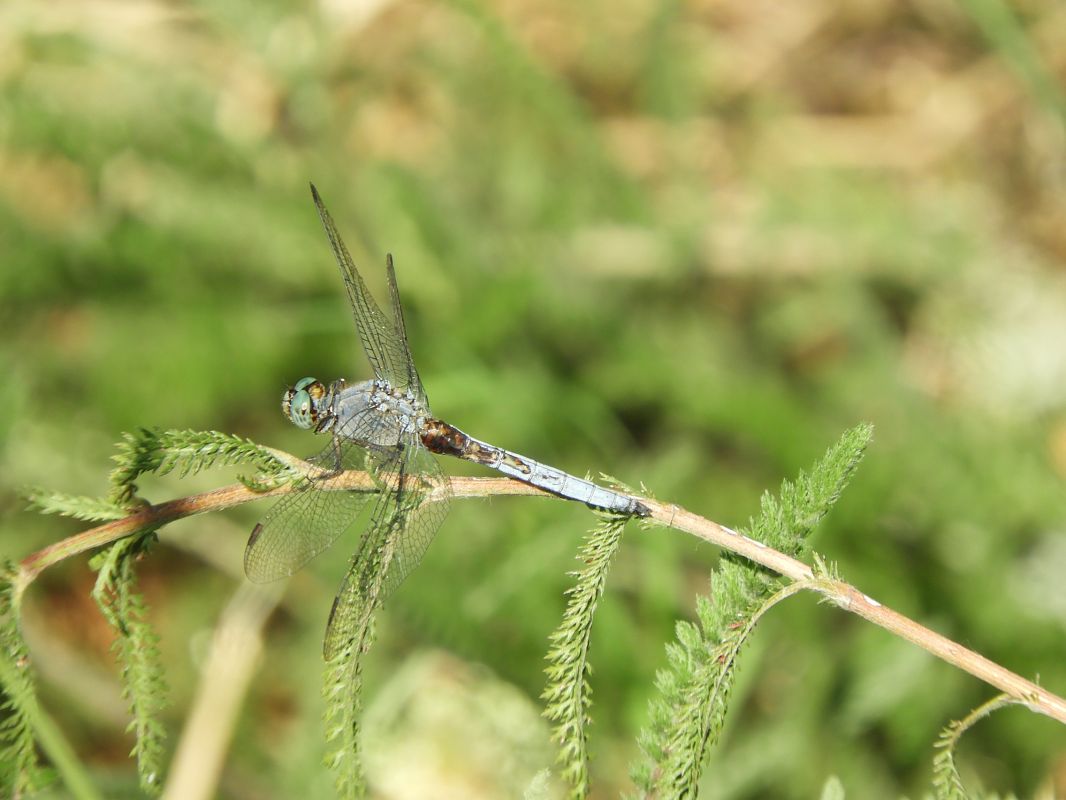 Orthetrum coerulescens  - Maria Rita Gelso