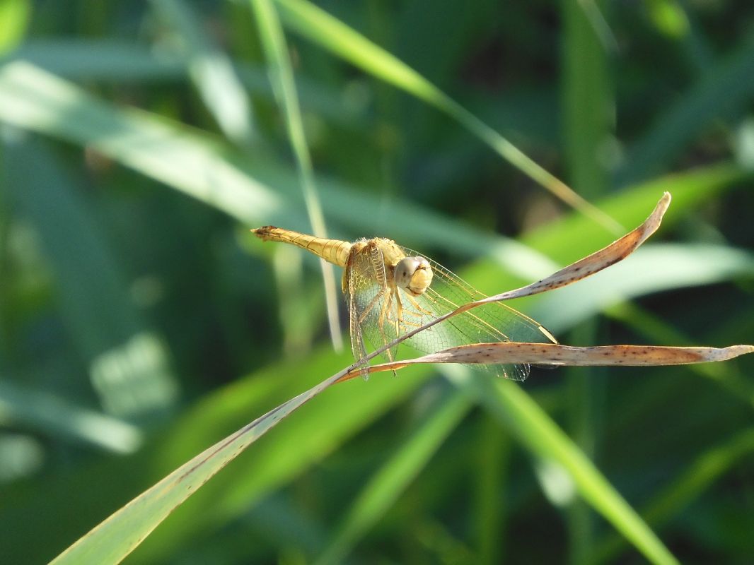 Crocothemis erythraea  - Maria Rita Gelso
