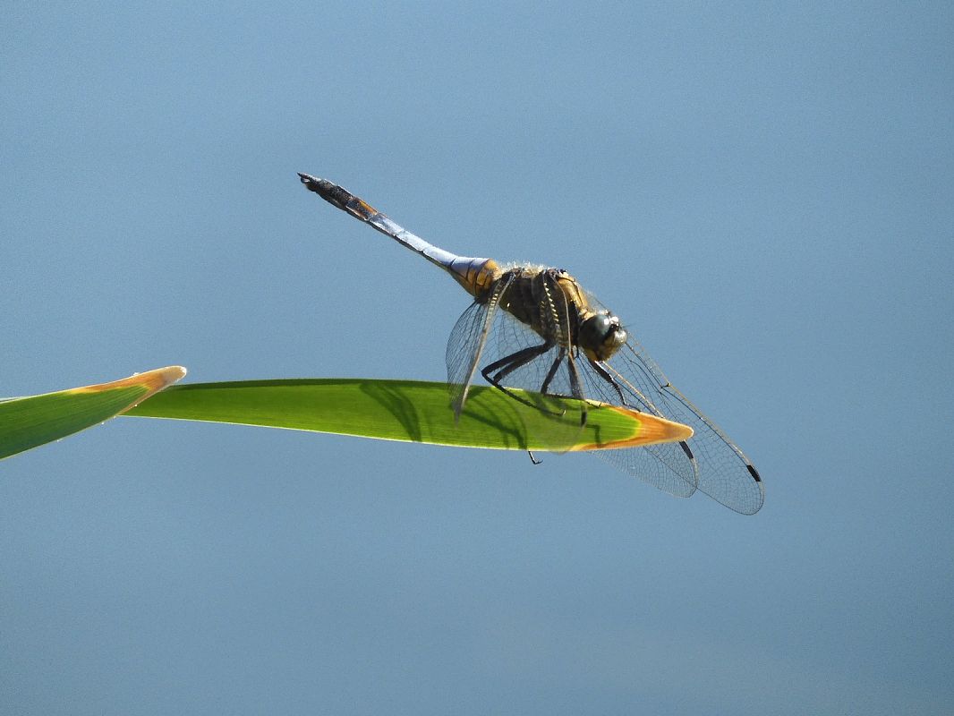 Orthetrum cancellatum  - Maria Rita Gelso
