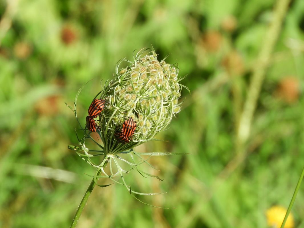 Graphosoma italicum  - Maria Rita Gelso