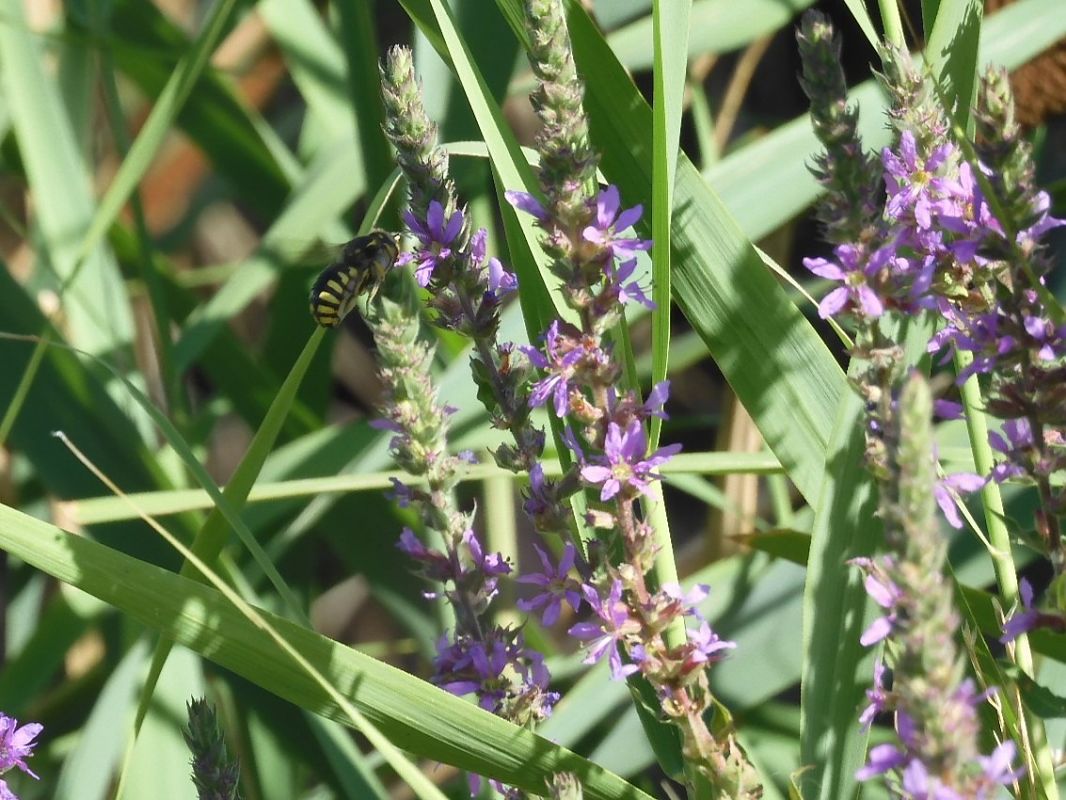 Anthidium florentinum  - Maria Rita Gelso