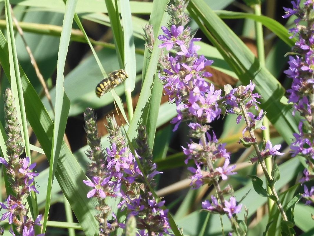 Anthidium florentinum  - Maria Rita Gelso