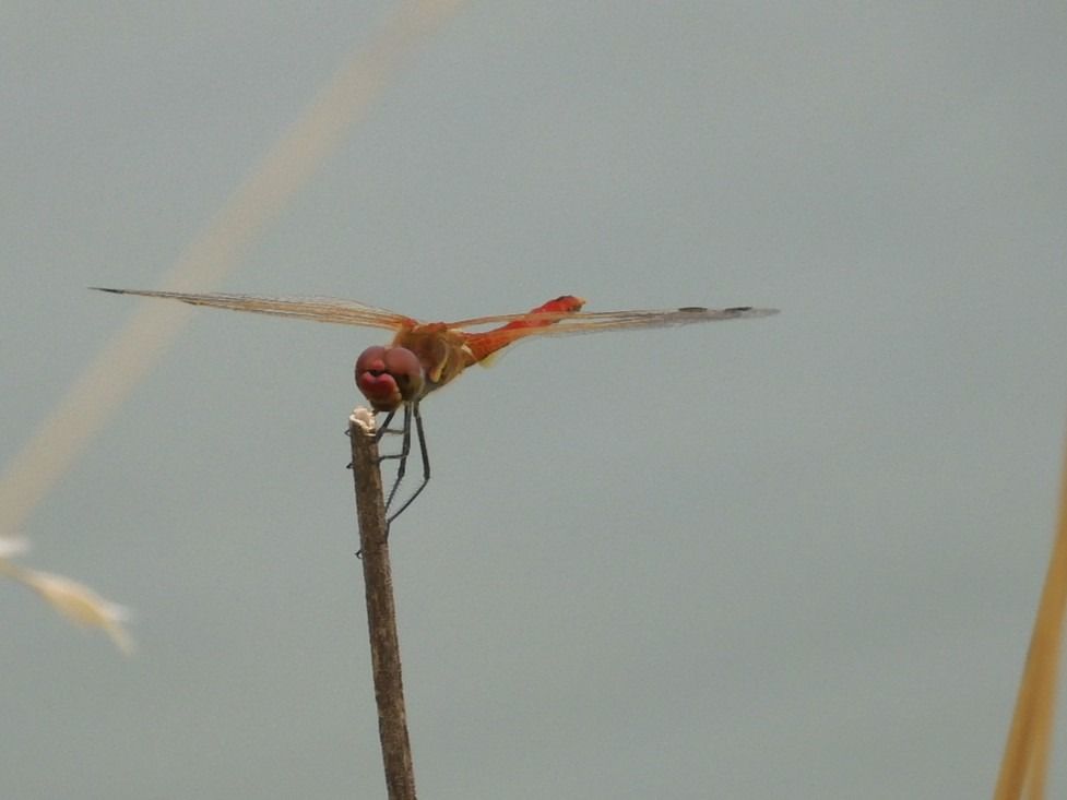 Sympetrum fonscolombei  - Maria Rita Gelso