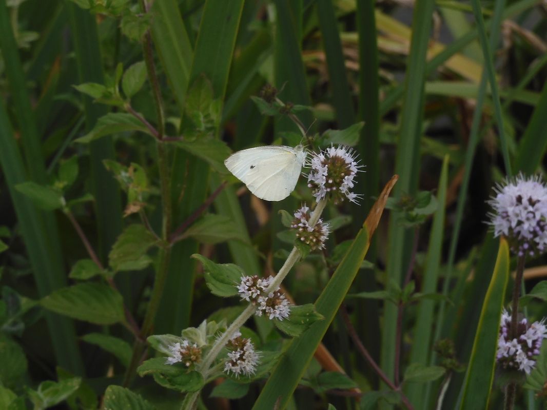 Pieris rapae  - Maria Rita Gelso
