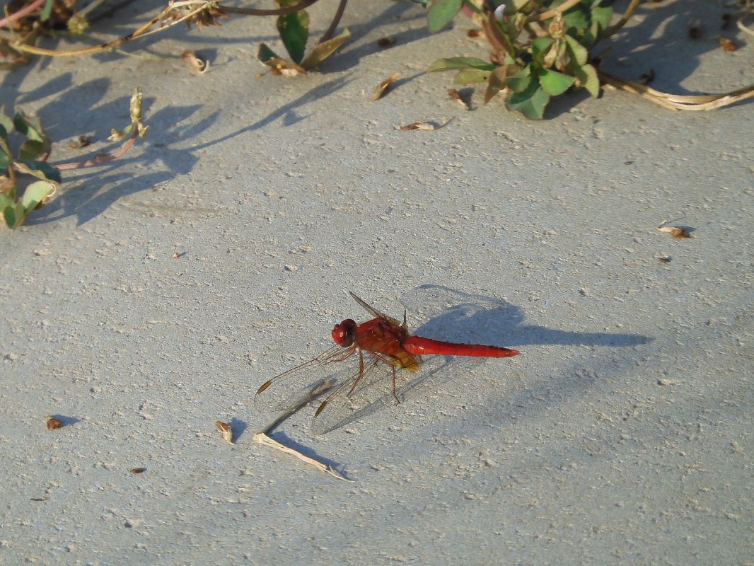 Crocothemis erythraea  - Maria Rita Gelso