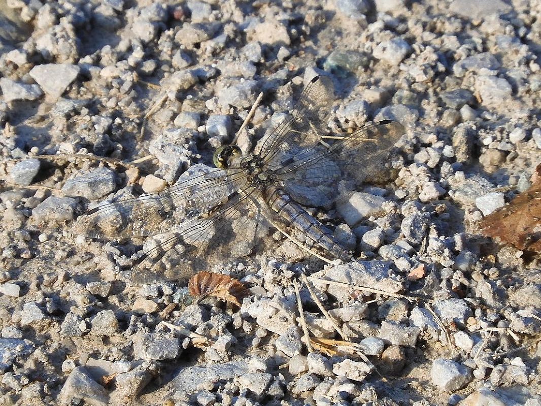 Orthetrum cancellatum  - Maria Rita Gelso