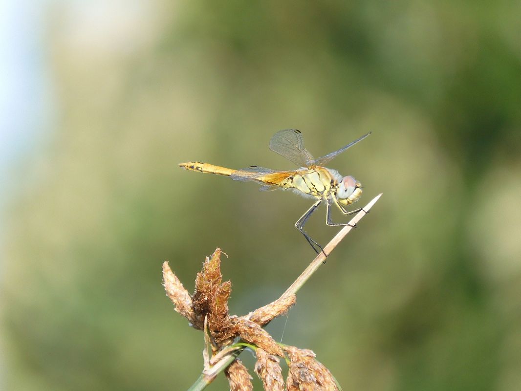 Sympetrum fonscolombei  - Maria Rita Gelso