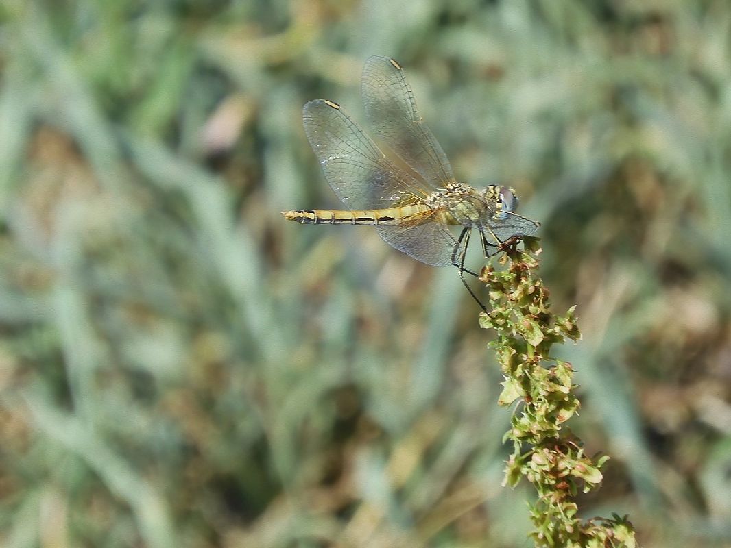 Sympetrum fonscolombei  - Maria Rita Gelso