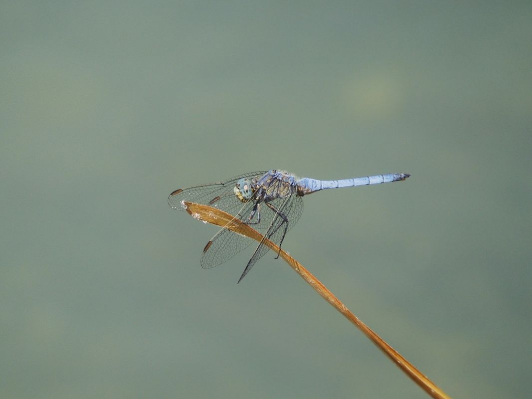 Orthetrum coerulescens  - Maria Rita Gelso