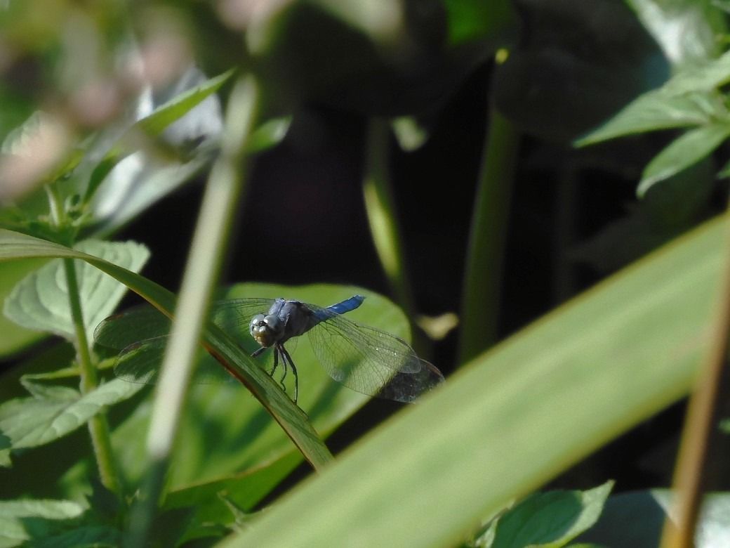 Orthetrum coerulescens  - Maria Rita Gelso
