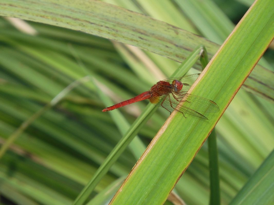 Crocothemis erythraea  - Maria Rita Gelso