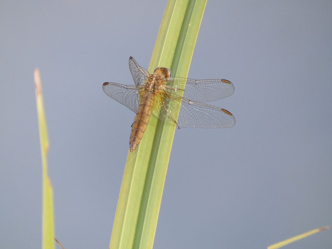 Crocothemis erythraea  - Maria Rita Gelso
