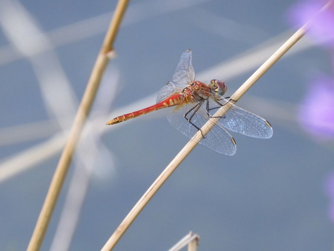 Sympetrum fonscolombei  - Maria Rita Gelso