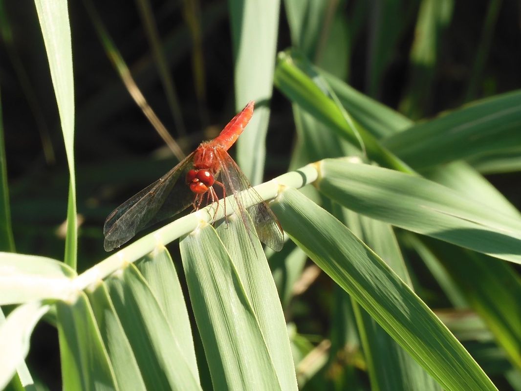 Crocothemis erythraea  - Maria Rita Gelso