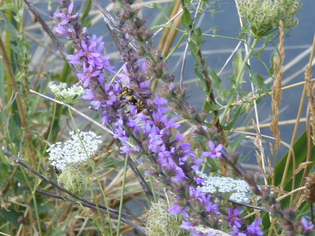 Anthidium florentinum  - Maria Rita Gelso
