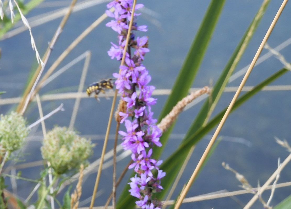 Anthidium florentinum  - Maria Rita Gelso