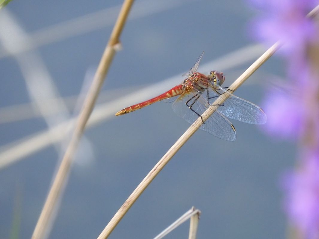 Sympetrum sanguineum  - Maria Rita Gelso