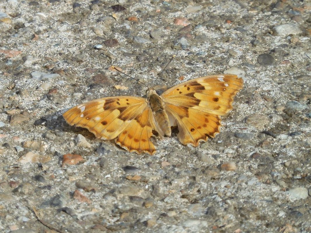 Apatura ilia  - Maria Rita Gelso
