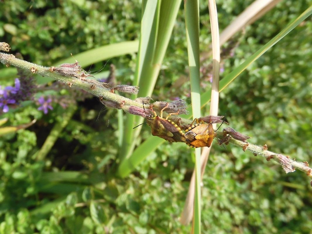 Carpocoris purpureipennis  - Maria Rita Gelso