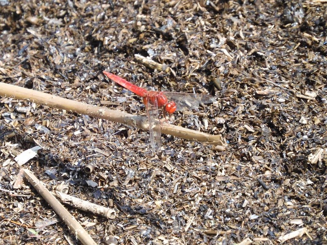 Crocothemis erythraea  - Maria Rita Gelso