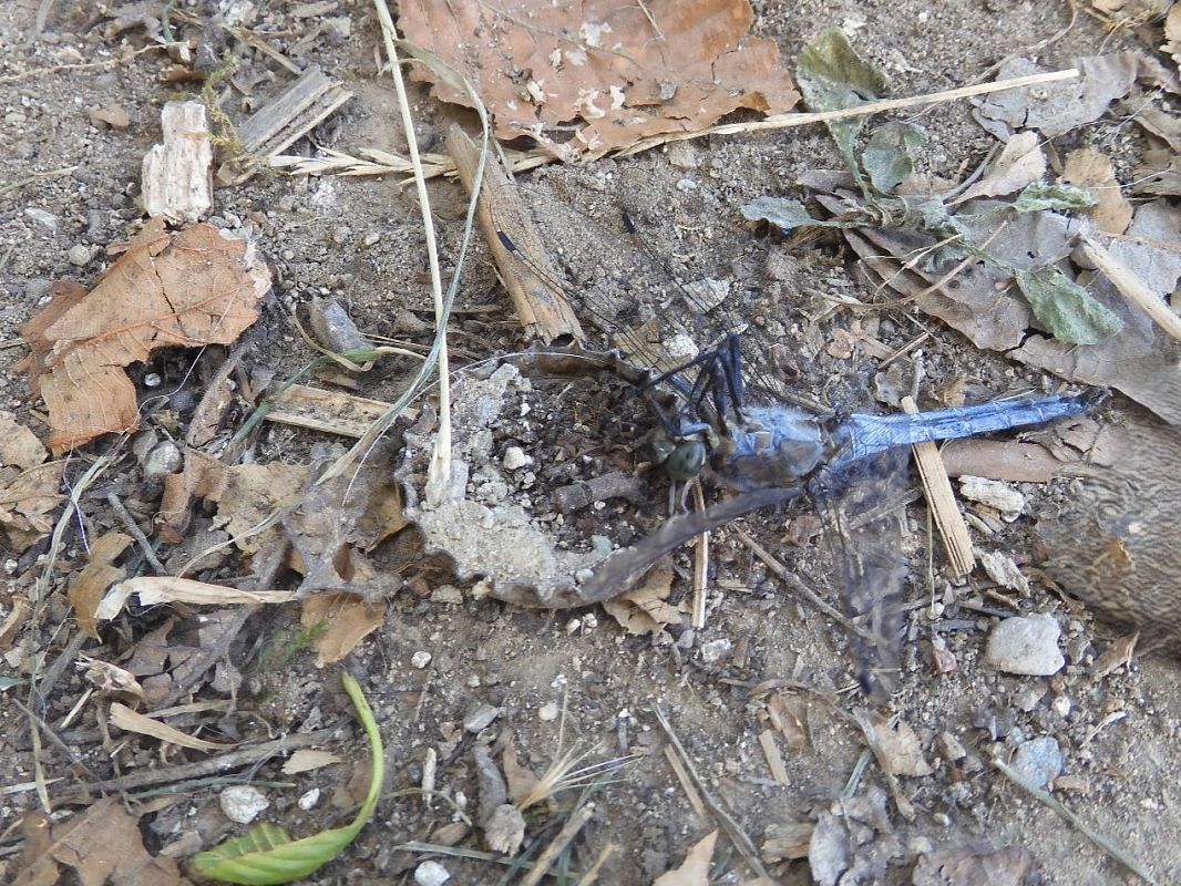 Orthetrum cancellatum  - Maria Rita Gelso