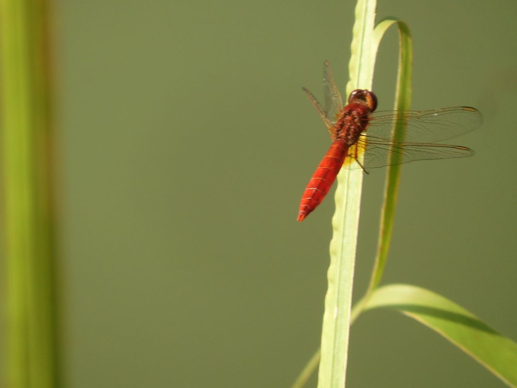 Crocothemis erythraea  - Maria Rita Gelso