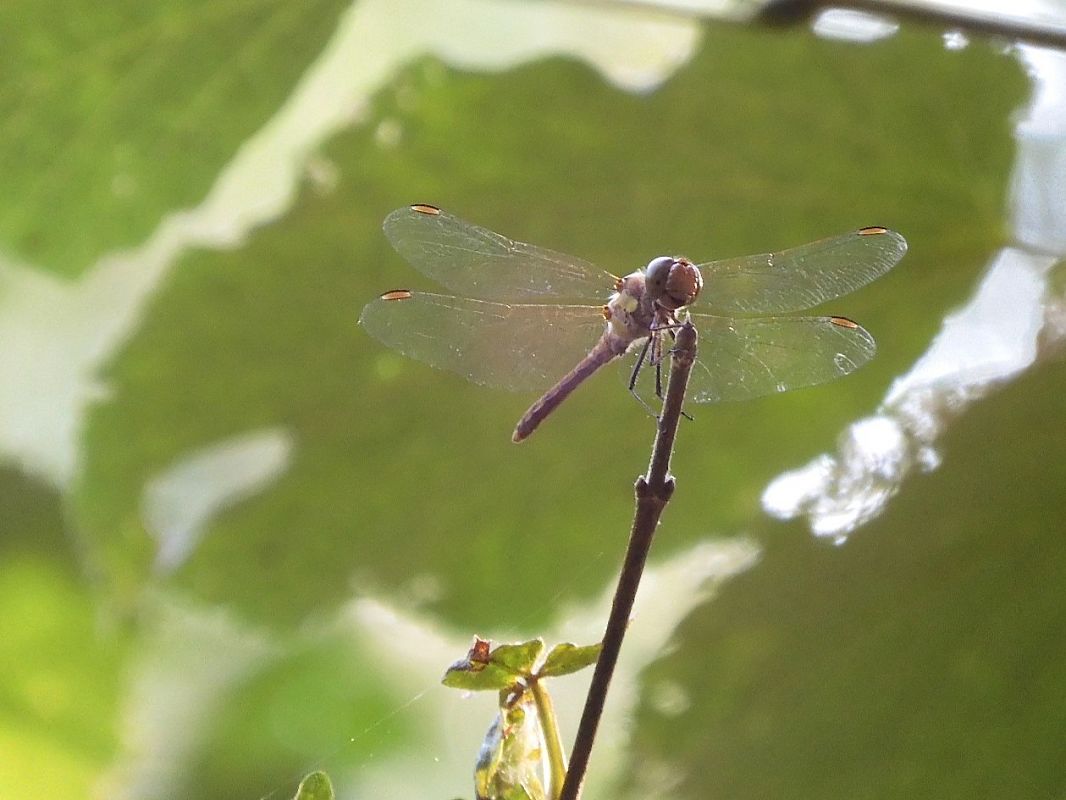 Sympetrum striolatum  - Maria Rita Gelso