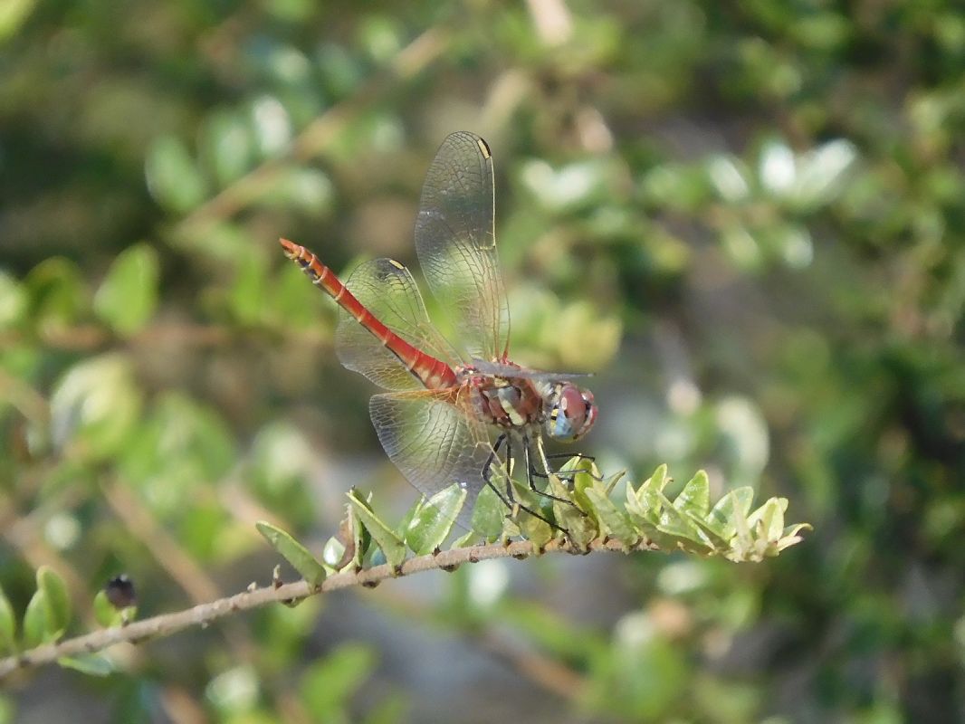 Sympetrum fonscolombei  - Maria Rita Gelso