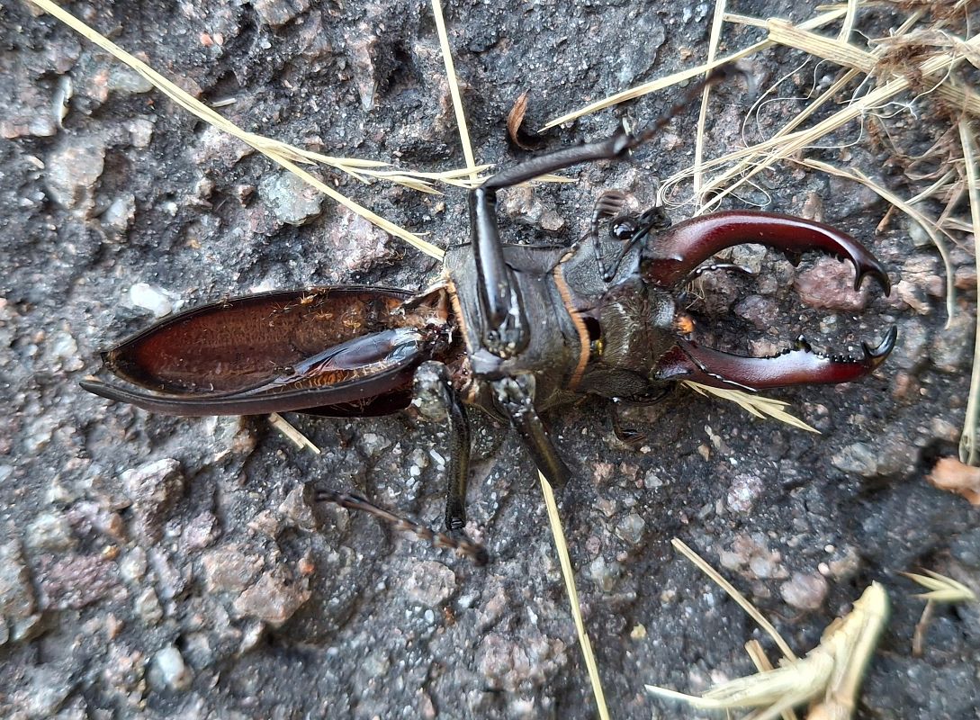 Lucanus cervus  - Horand Maier