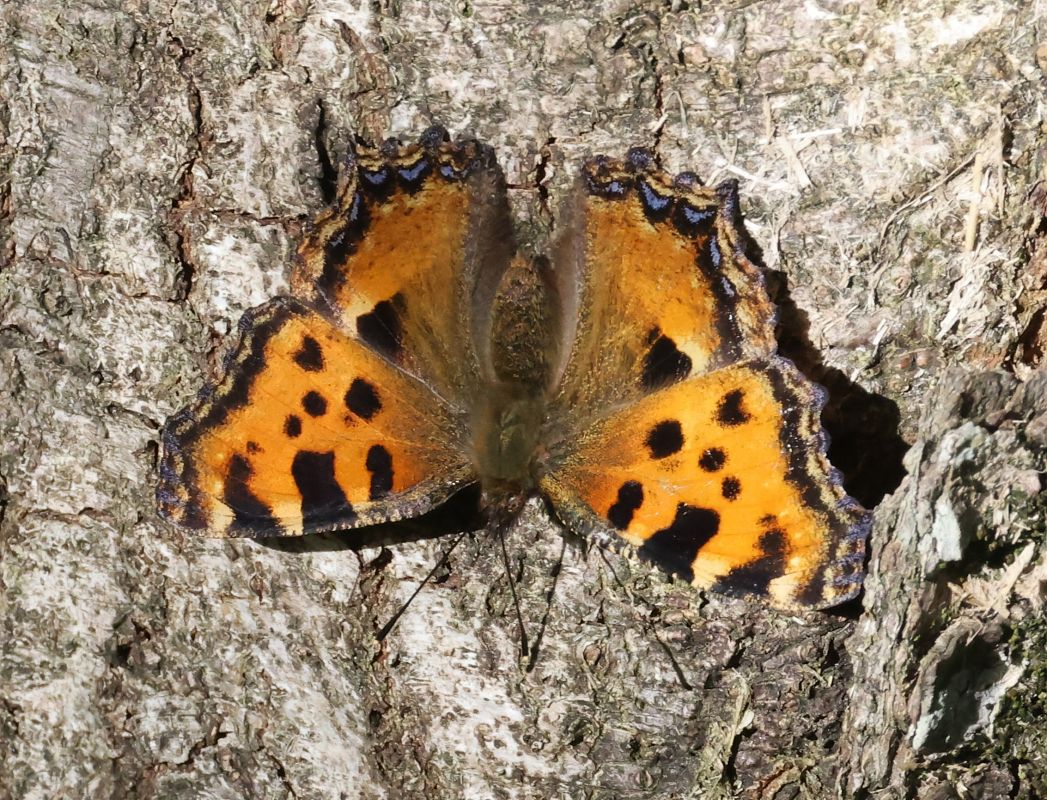Nymphalis polychloros  - Horand Maier