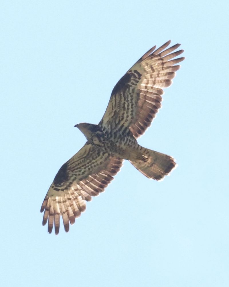 Falco pecchiaiolo  - Horand Maier