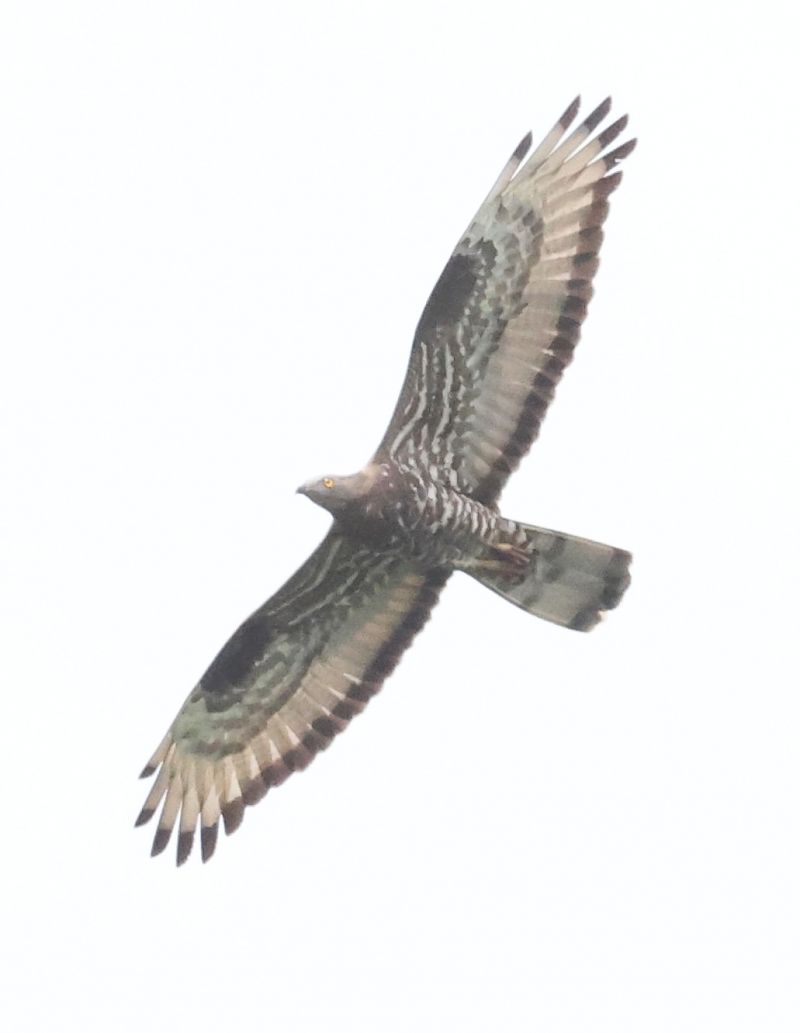 Falco pecchiaiolo  - Horand Maier