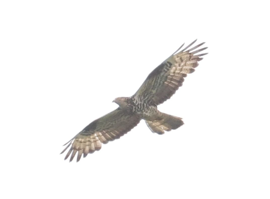 Falco pecchiaiolo  - Horand Maier