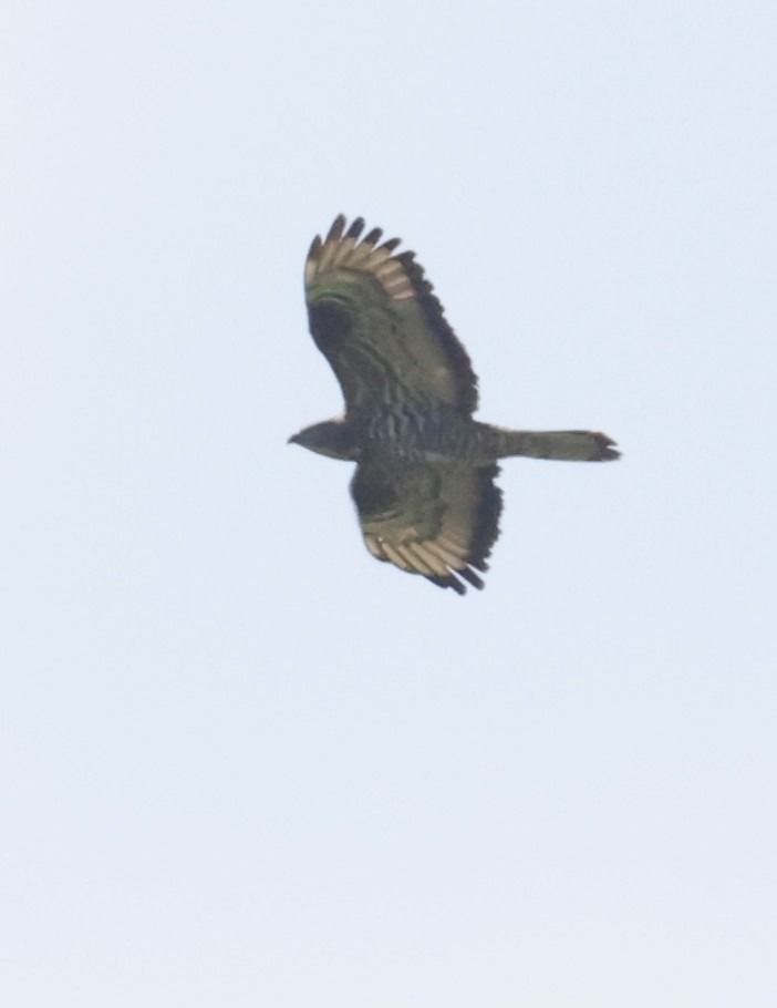 Falco pecchiaiolo  - Horand Maier