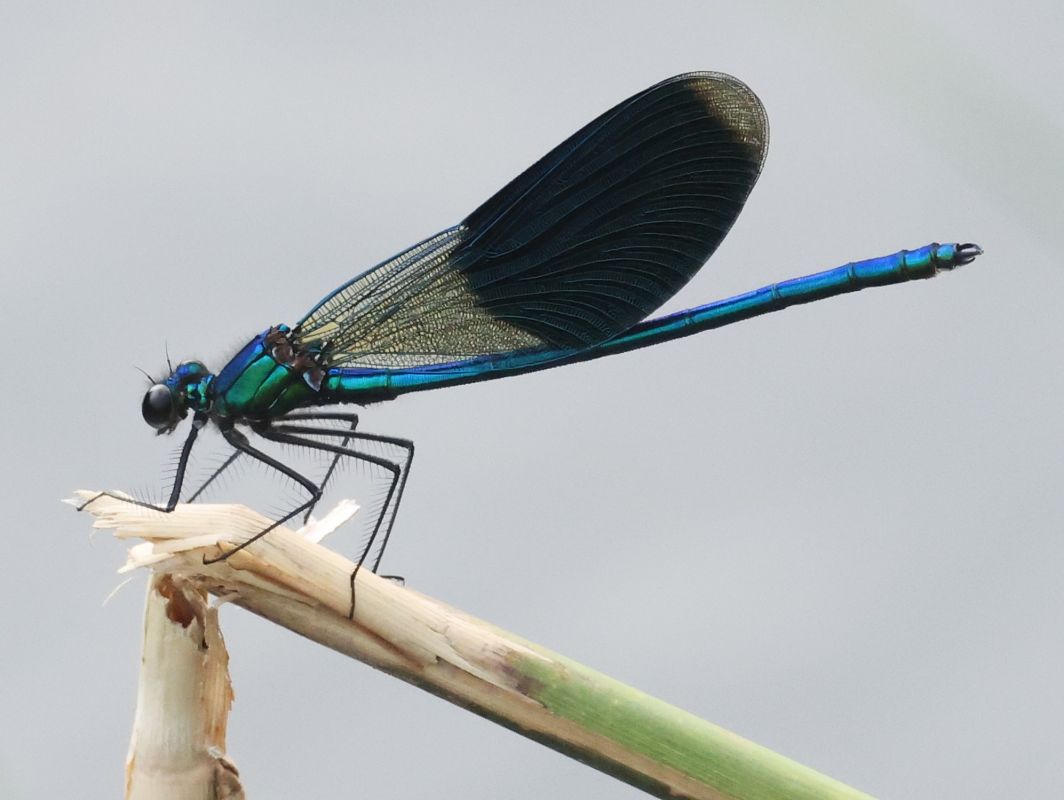 Calopteryx splendens  - Horand Maier