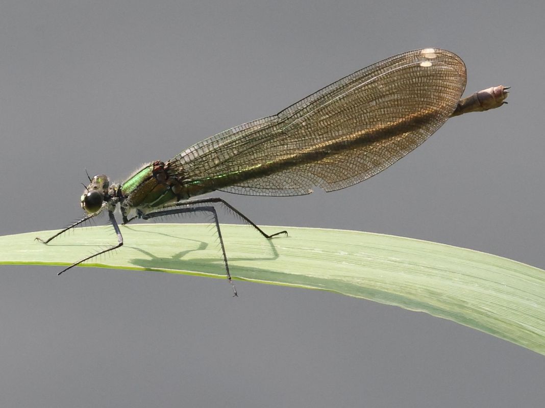 Calopteryx splendens  - Horand Maier