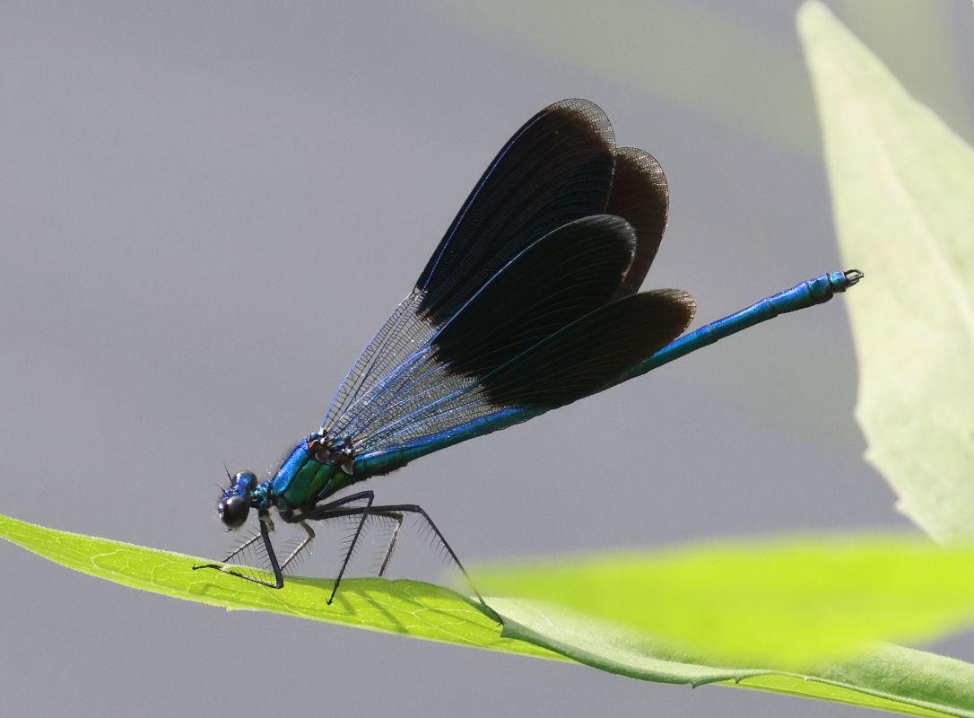 Calopteryx splendens  - Horand Maier