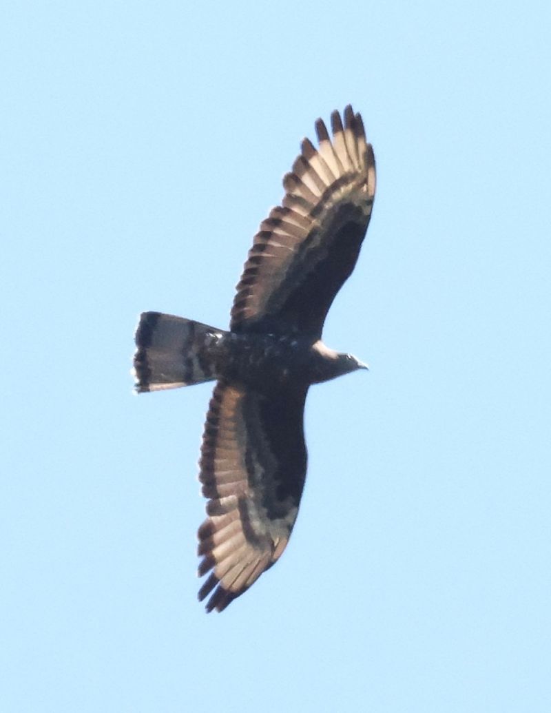 Falco pecchiaiolo  - Horand Maier