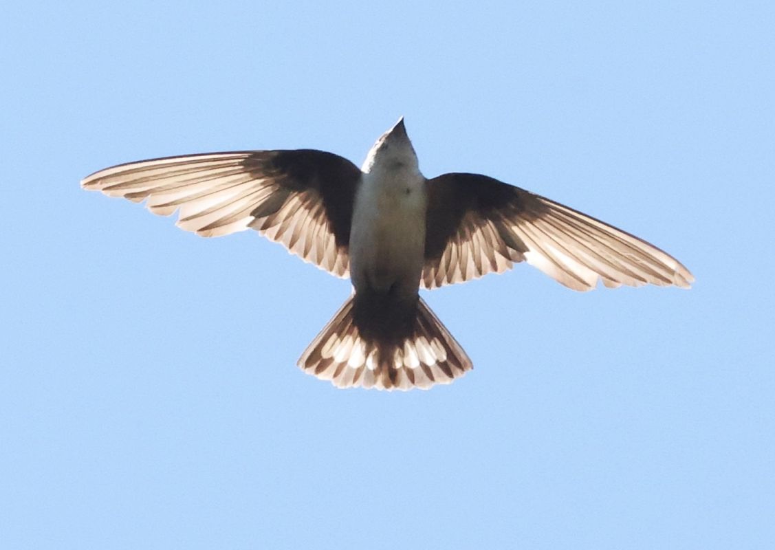 Eurasian Crag Martin  - Horand Maier