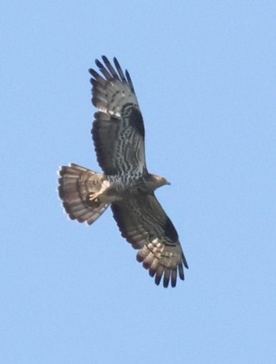 Falco pecchiaiolo  - Horand Maier