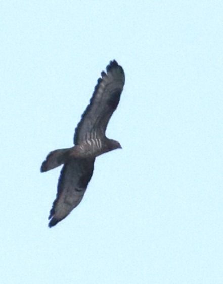 Falco pecchiaiolo  - Horand Maier