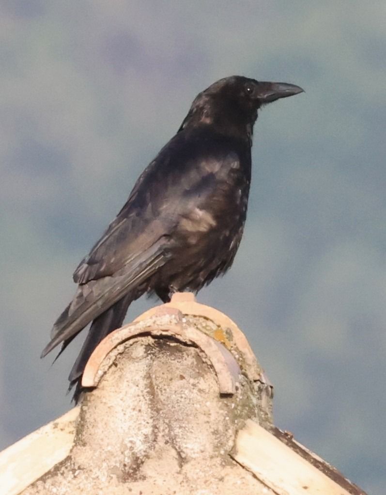 Cornacchia nera  - Horand Maier