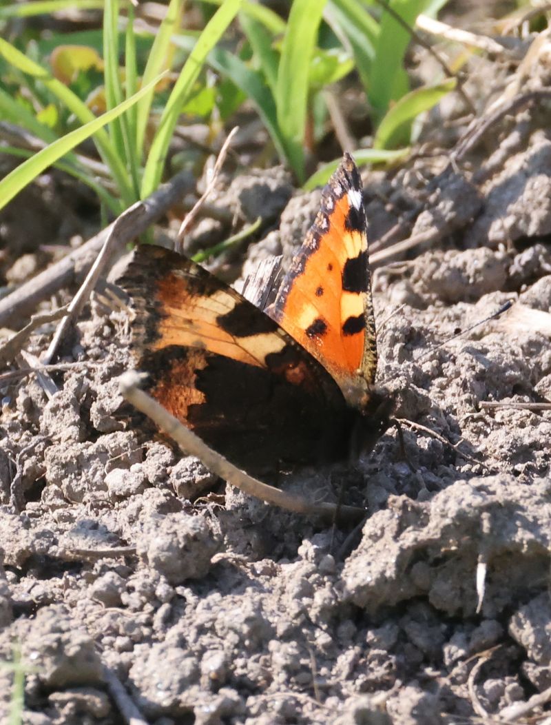 Aglais urticae  - Horand Maier