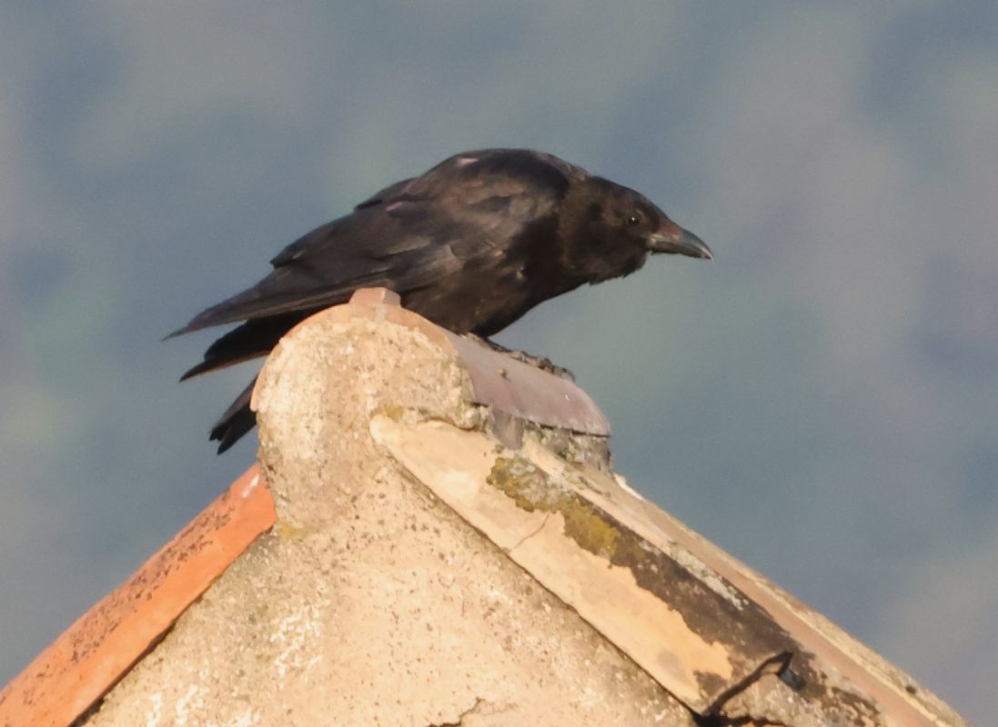 Cornacchia nera  - Horand Maier