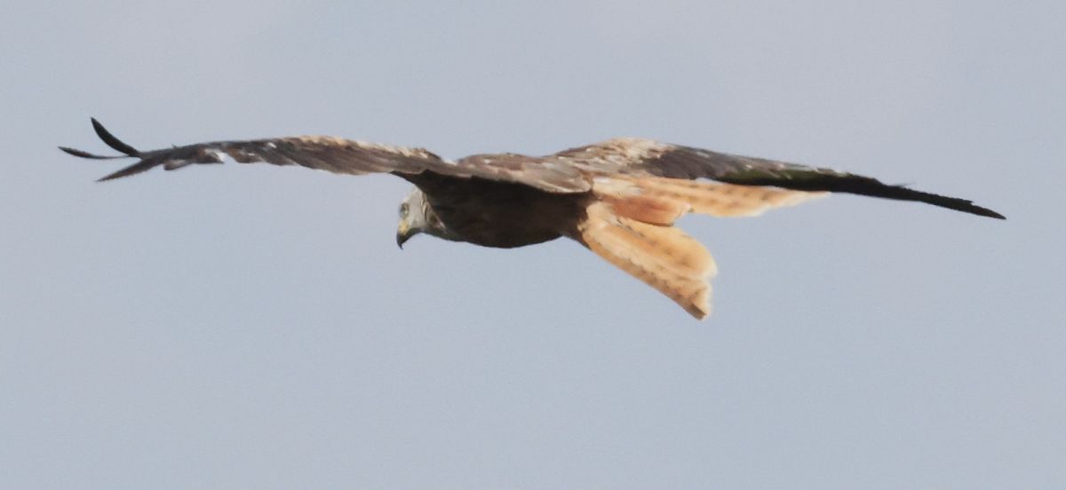 Red Kite  - Horand Maier