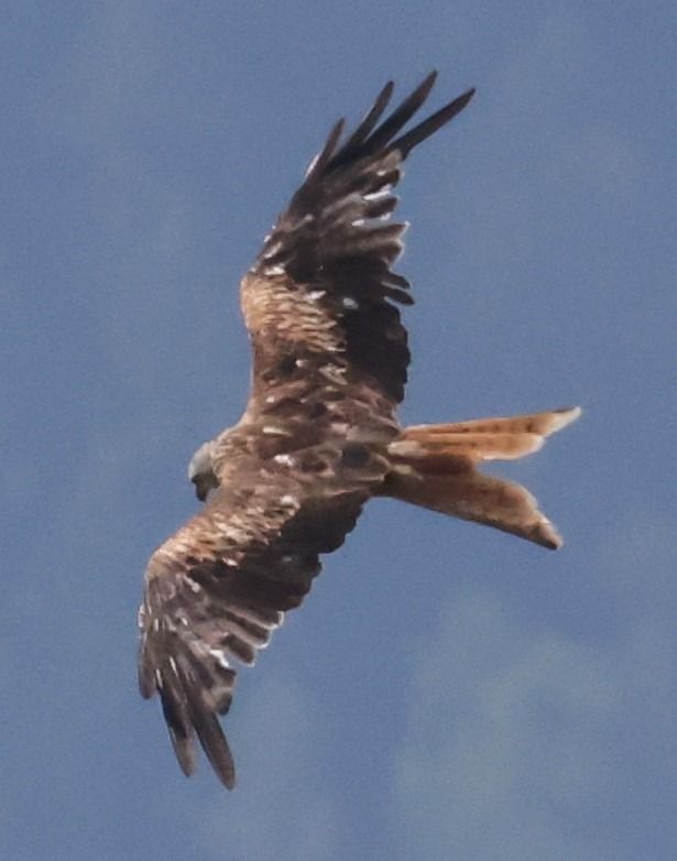 Red Kite  - Horand Maier