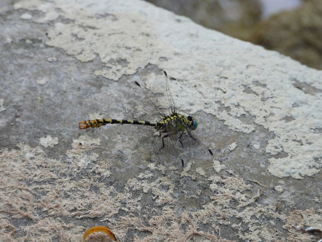 Onychogomphus forcipatus  - Massimo Caprara