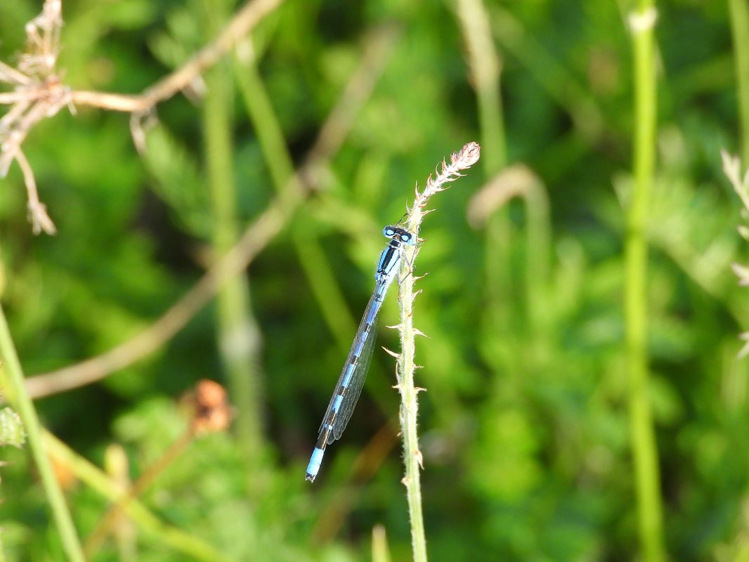 Enallagma cyathigerum  - Massimo Caprara