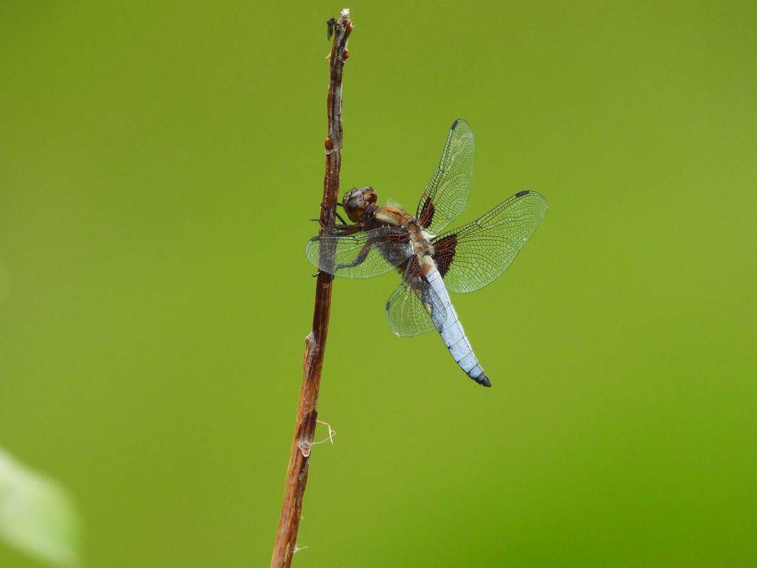 Libellula depressa  - Massimo Caprara